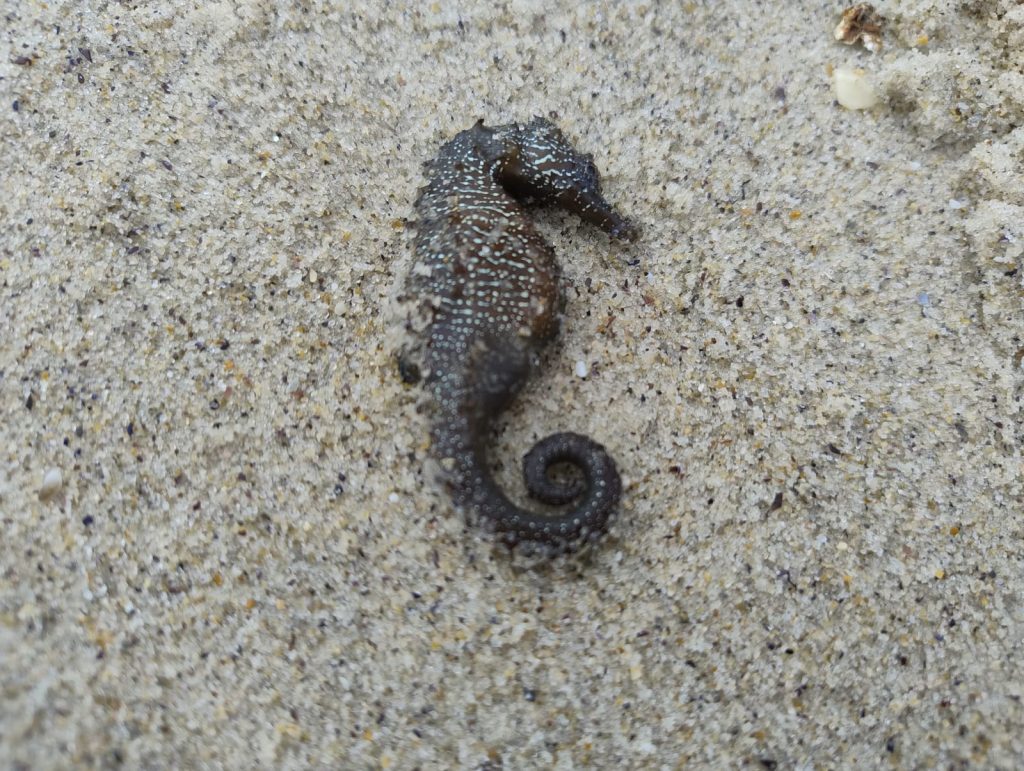 Територію узбережжя Чорного моря в Одесі обстежено: екоінспектори ПЕК №1 перевірили інформацію про викид морських коників Територію узбережжя Чорного моря в Одесі обстежено: екоінспектори ПЕК №1 перевірили інформацію про викид морських коників