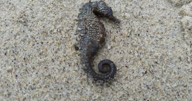 Територію узбережжя Чорного моря в Одесі обстежено: екоінспектори ПЕК №1 перевірили інформацію про викид морських коників Територію узбережжя Чорного моря в Одесі обстежено: екоінспектори ПЕК №1 перевірили інформацію про викид морських коників